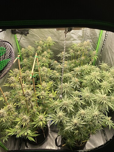 Growreport Bild 2