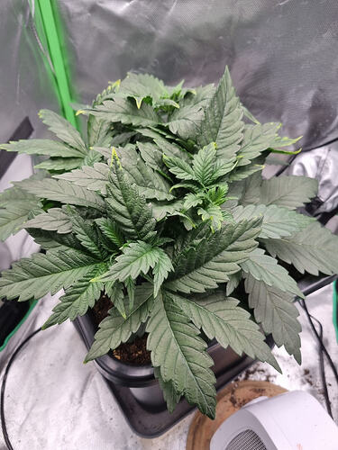 Growreport Bild 8