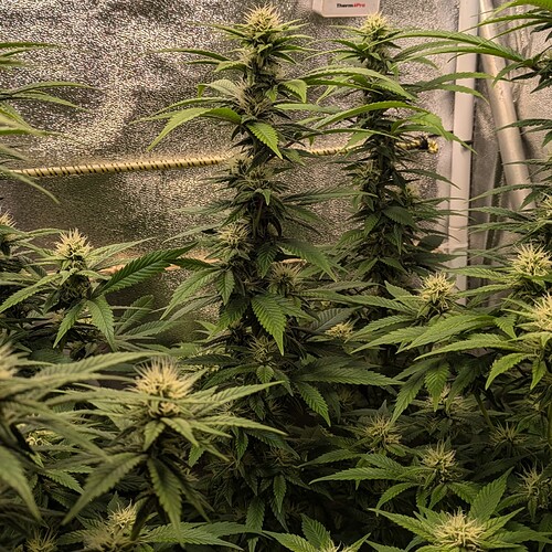 Growreport Bild 12