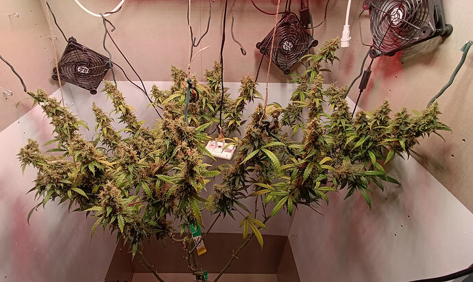 Growreport Bild 17