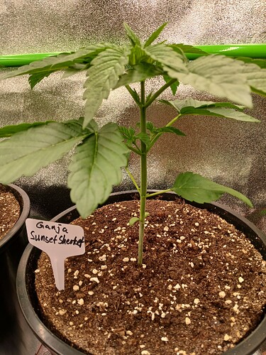 Growreport Bild 7