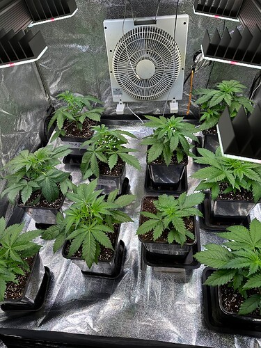 Growreport Bild 62
