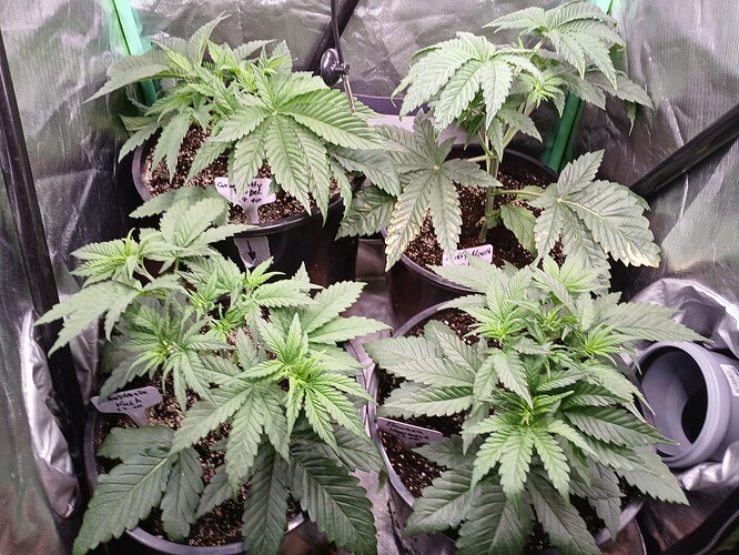 Growreport Bild 3