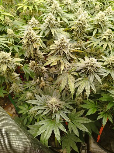 Growreport Bild 12