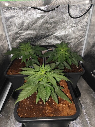 Growreport Bild 2