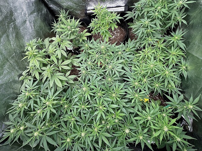 Growreport Bild 5