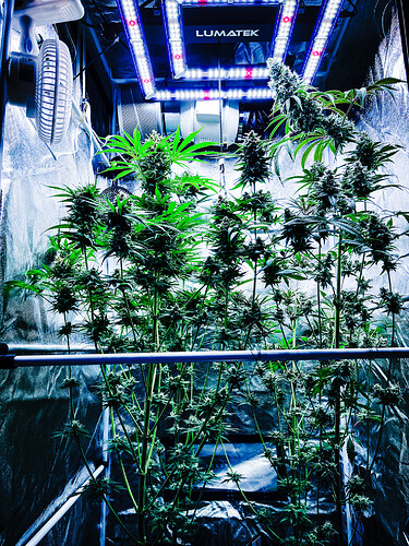 Growreport Bild 1