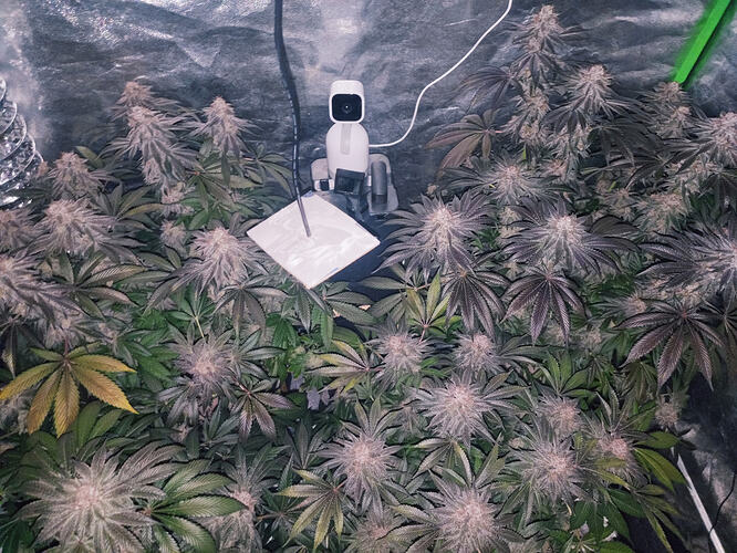 Growreport Bild 8