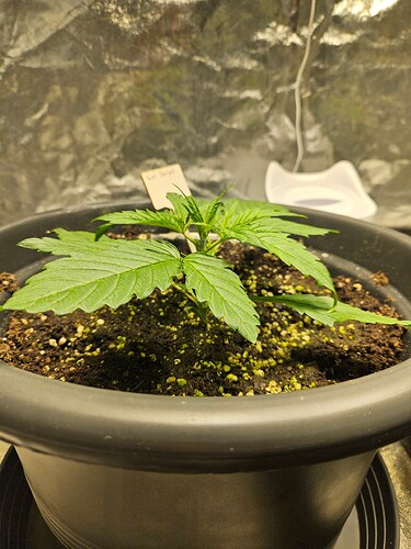 Growreport Bild 37