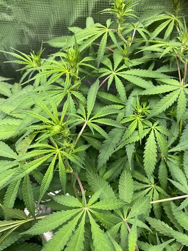 Growreport Bild 26