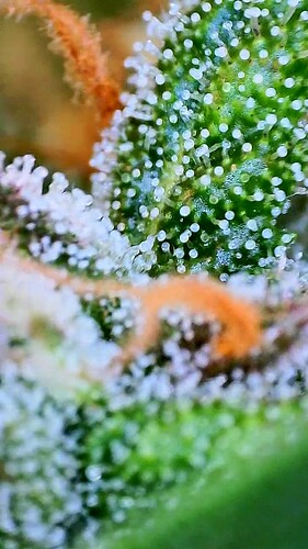 Growreport Bild 5