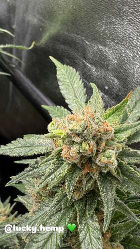 629377085_18051701024695349_5674470616412260055_n