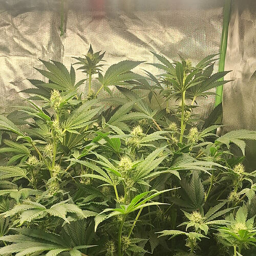 Growreport Bild 5