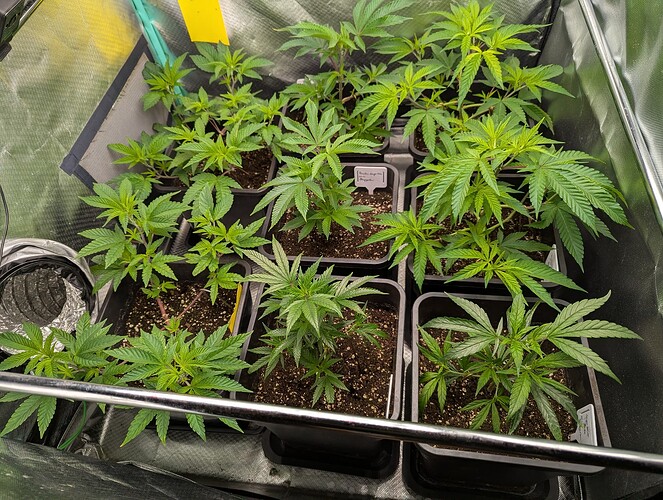 Growreport Bild 4
