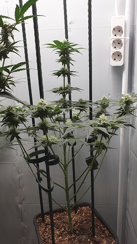 Growreport Bild 3