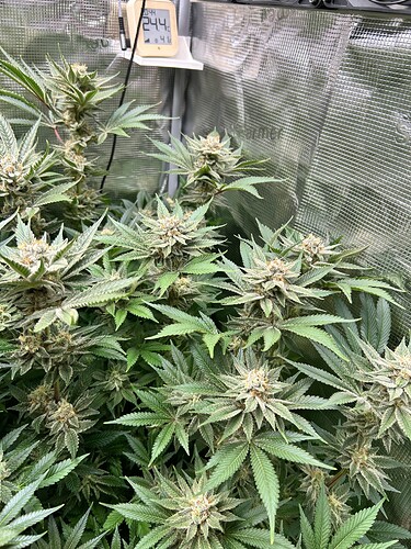 Mehrere blühende Cannabispflanzen mit dichten Blütenständen und breiten Blättern, die in einer Growbox wachsen. Ein digitales Thermometer zeigt 24,4 Grad Celsius an.