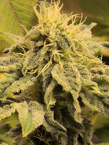 Growreport Bild 1