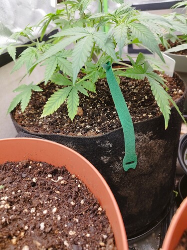 Eine junge Cannabispflanze in einem Stofftopf, die Anzeichen von LST (Low Stress Training) zeigt, mit einem grünen Klettband, das zur Formung verwendet wird. Die Blätter zeigen leichte Vergilbung.