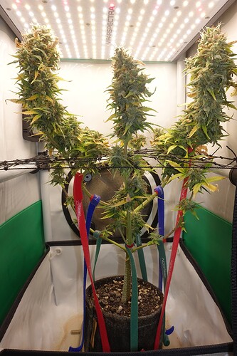 Growreport Bild 5