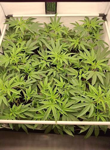 Growreport Bild 42