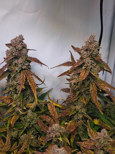 MVIMG_20251202_164215