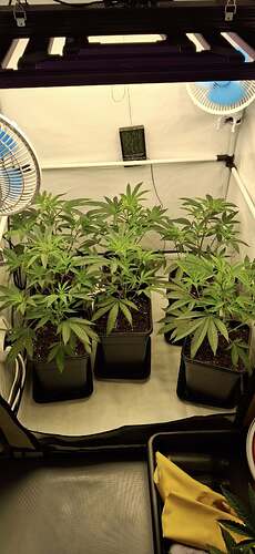 Growreport Bild 34