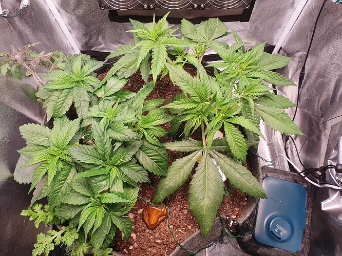 Growreport Bild 15