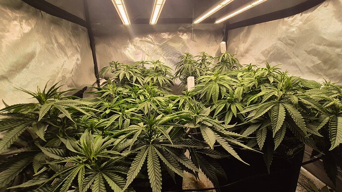 Growreport Bild 2