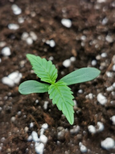 Growreport Bild 4