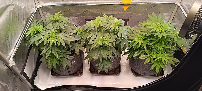 Growreport Bild 1