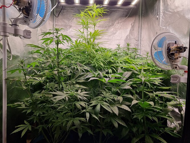 Mehrere Cannabis-Pflanzen in einem Zelt, beleuchtet von LED-Lampen und belüftet von zwei Ventilatoren.