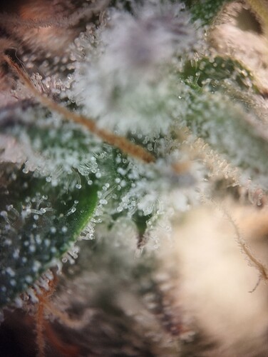 Growreport Bild 10