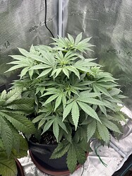 Growreport Bild 1