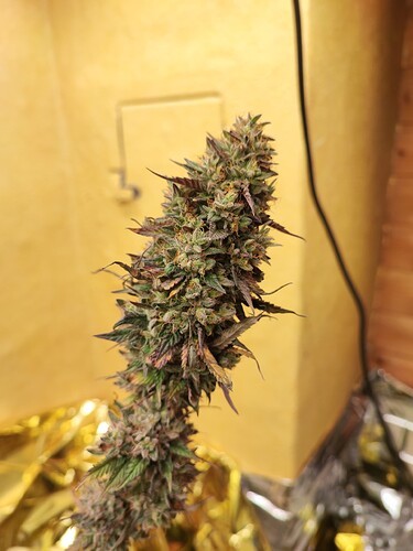Growreport Bild 1