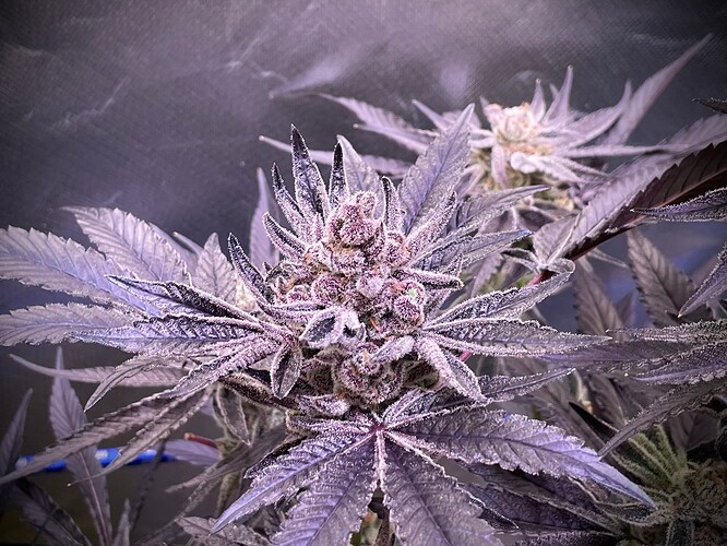 Growreport Bild 8