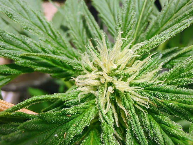 Growreport Bild 3