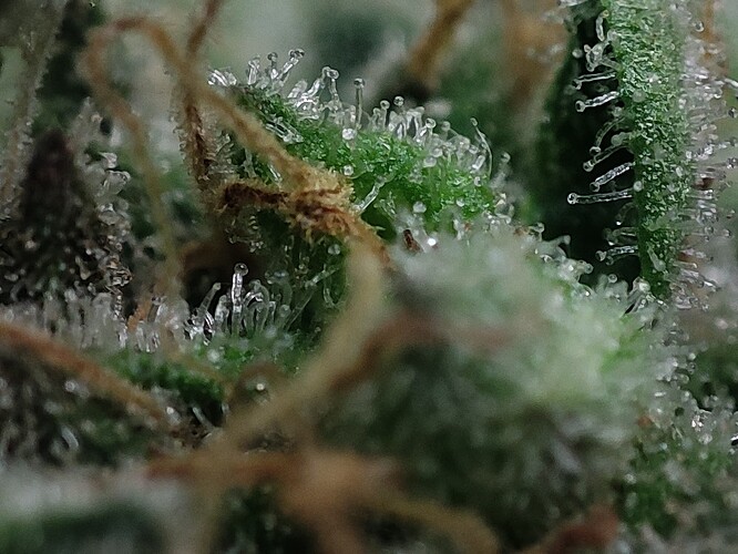 Growreport Bild 51