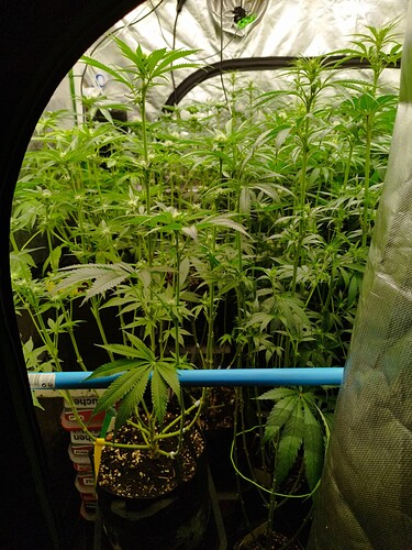 Mehrere junge Cannabispflanzen in einem Zelt, die sich im Wuchs befinden und erste Anzeichen von Blütenbildung zeigen.