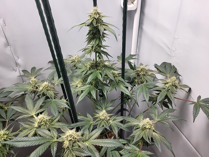 Growreport Bild 2