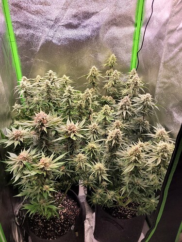 Growreport Bild 4