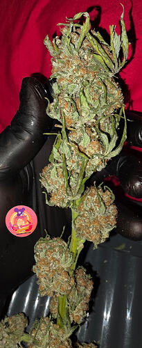 Growreport Bild 70