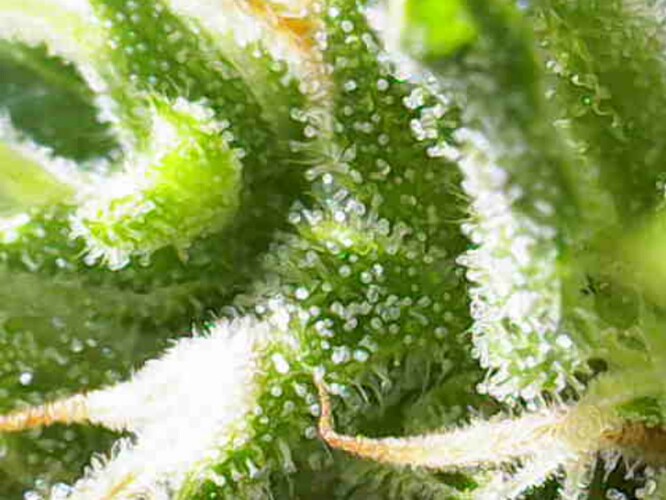 Growreport Bild 6