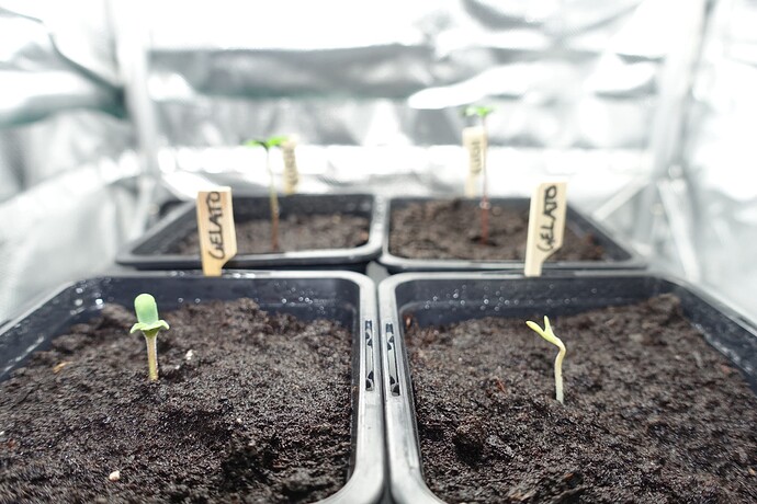 Growreport Bild 13