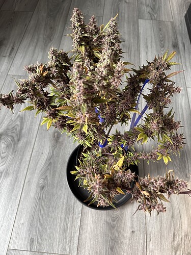 Growreport Bild 4