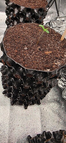 Growreport Bild 28