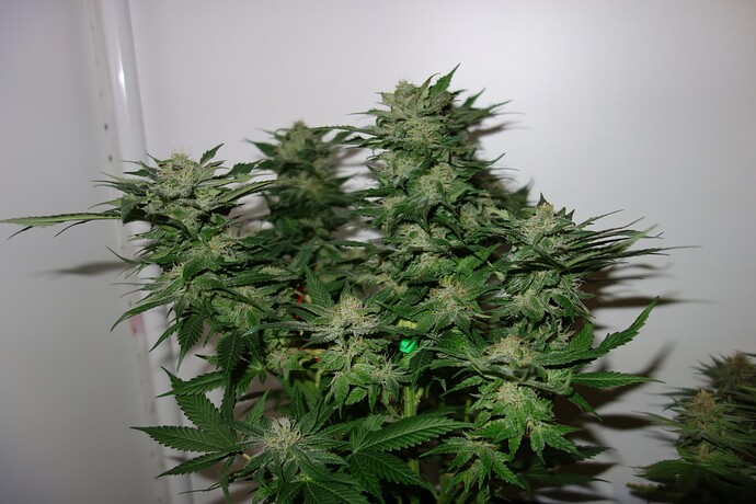Growreport Bild 8