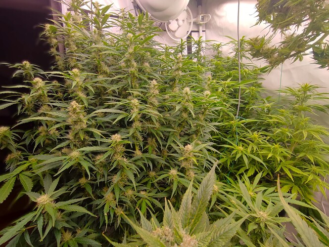 Growreport Bild 14