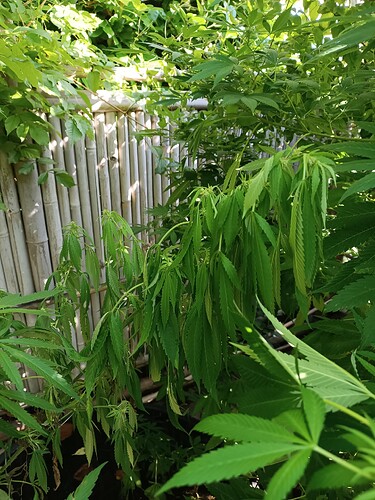 17594096245963437130140195926497