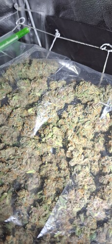 Growreport Bild 4
