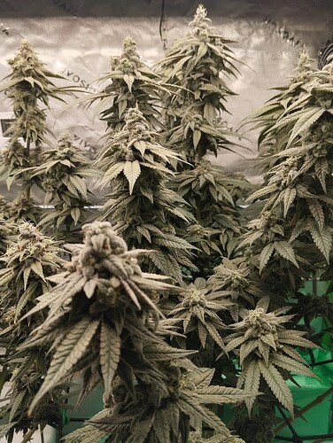 Growreport Bild 14